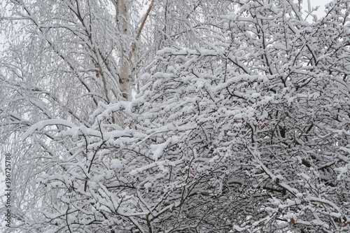 Trees branches in snow. Trees covered with frost. © Helena