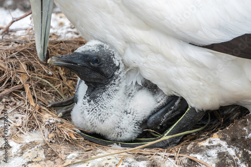 Gannet bird with a chick in the nest. Muriwai gannet colony, New Zealand