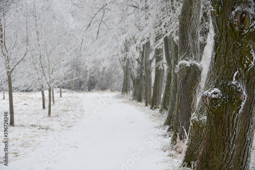 winter scenery with frosted trees along a path
