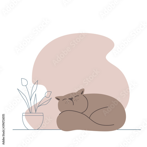 Cute funny fat cat sleeping next to the house plant. Vector nice pet.  and abstract flower.