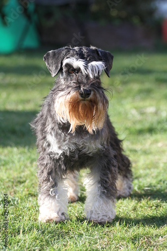 schnauzer