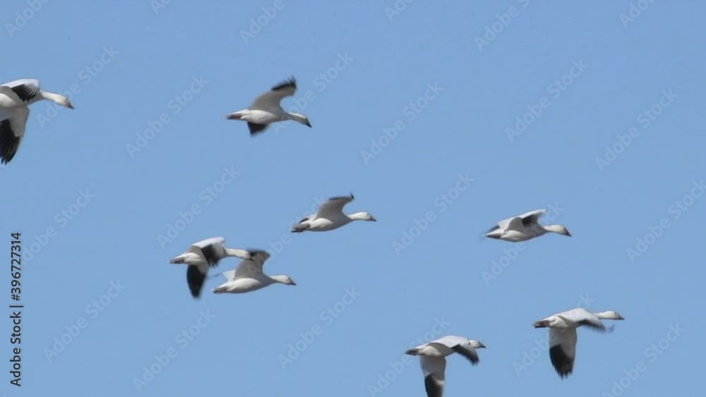 A flock of light geese fly gracefully over Bitter Lake National Wildlife Refuge in New Mexico, USA. Wetlands in the Central Flyway remain flooded during drought in the Southwest. Slow motion 4K video. A flock of light geese fly gracefully over Bitter Lake National Wildlife Refuge in New Mexico, USA. Wetlands in the Central Flyway remain flooded during drought in the Southwest. Slow motion 4K video.