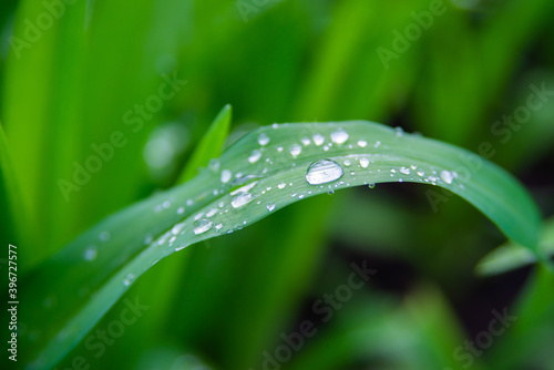 Beautiful green leaf texture with drops of water