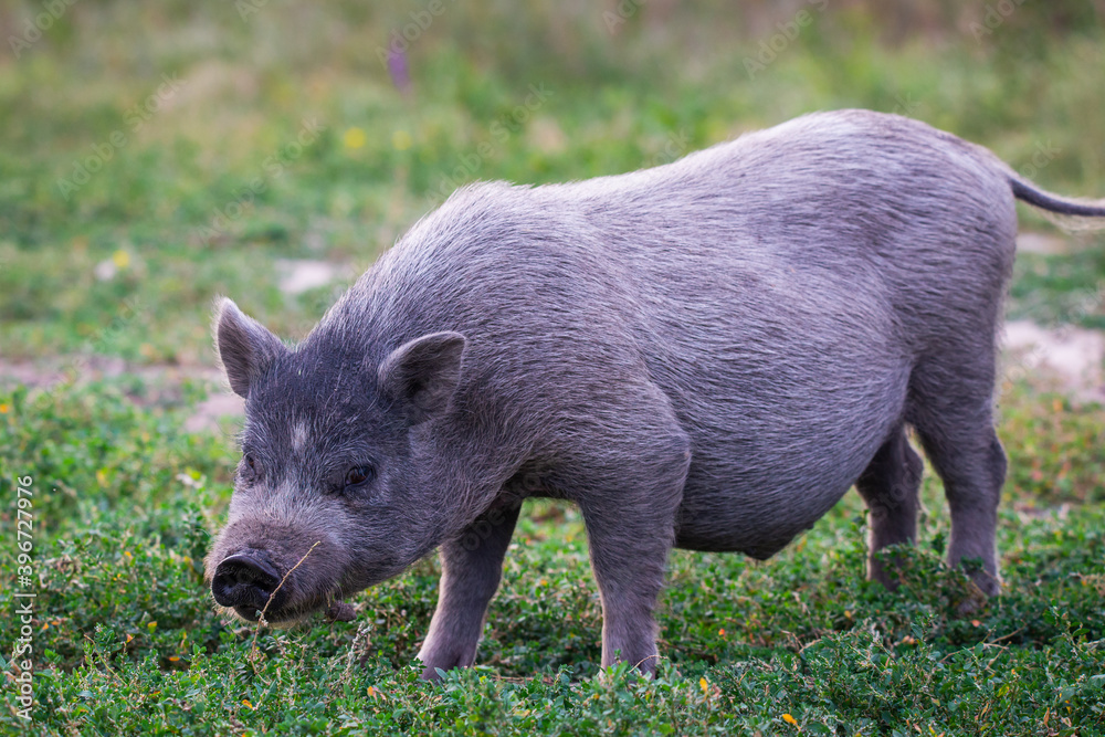 Vietnamese Pot-bellied pig on grass Vietnamese Pot-bellied pig on grass