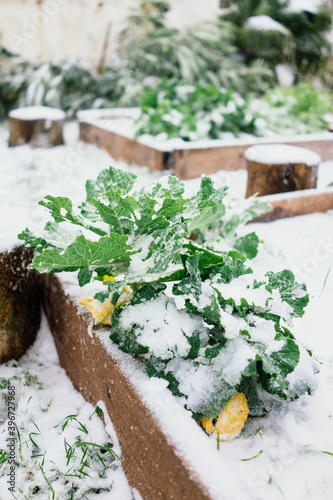 Healthy vegetables covered by snow in raised bed