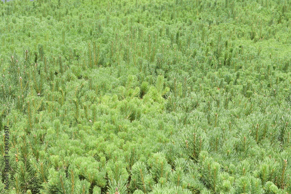View of tips of multiple small conifer pines (Pinus mugo)