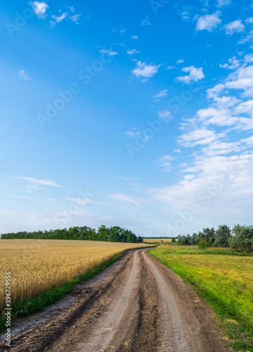 Village road in wheat field