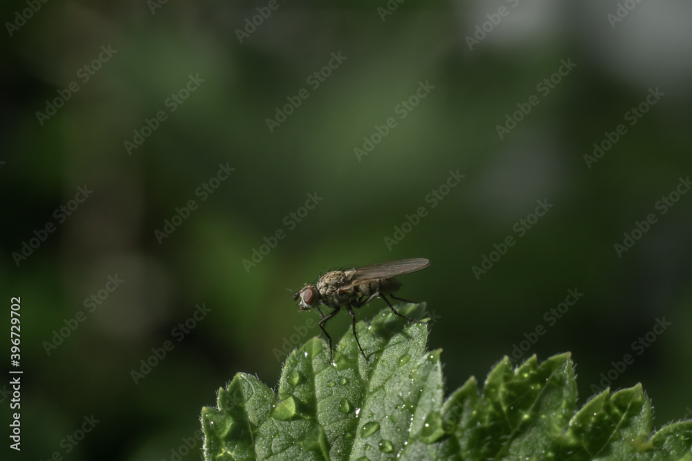Cabbage root fly Delia radicum sitting on a leaf Cabbage root fly Delia radicum sitting on a leaf
