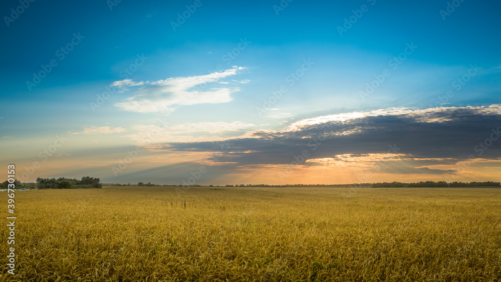 Gold wheat field on sunset
