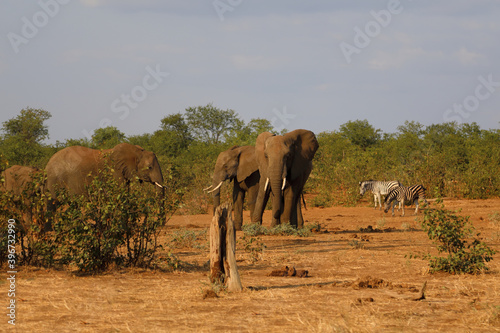 Afrikanischer Elefant und Steppenzebra / African elephant and Burchell's zebra / Loxodonta africana et Equus burchellii