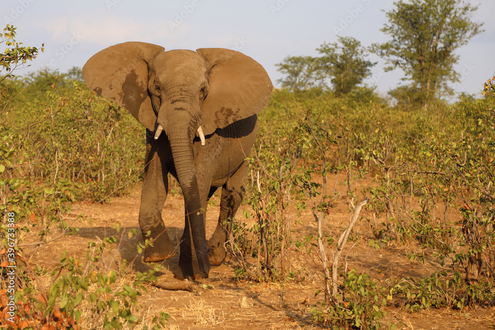 Fototapeta premium Afrikanischer Elefant / African elephant / Loxodonta africana