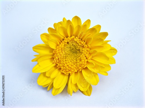 Yellow flower isolated on white background ,Chrysanthemum ,macro image photo