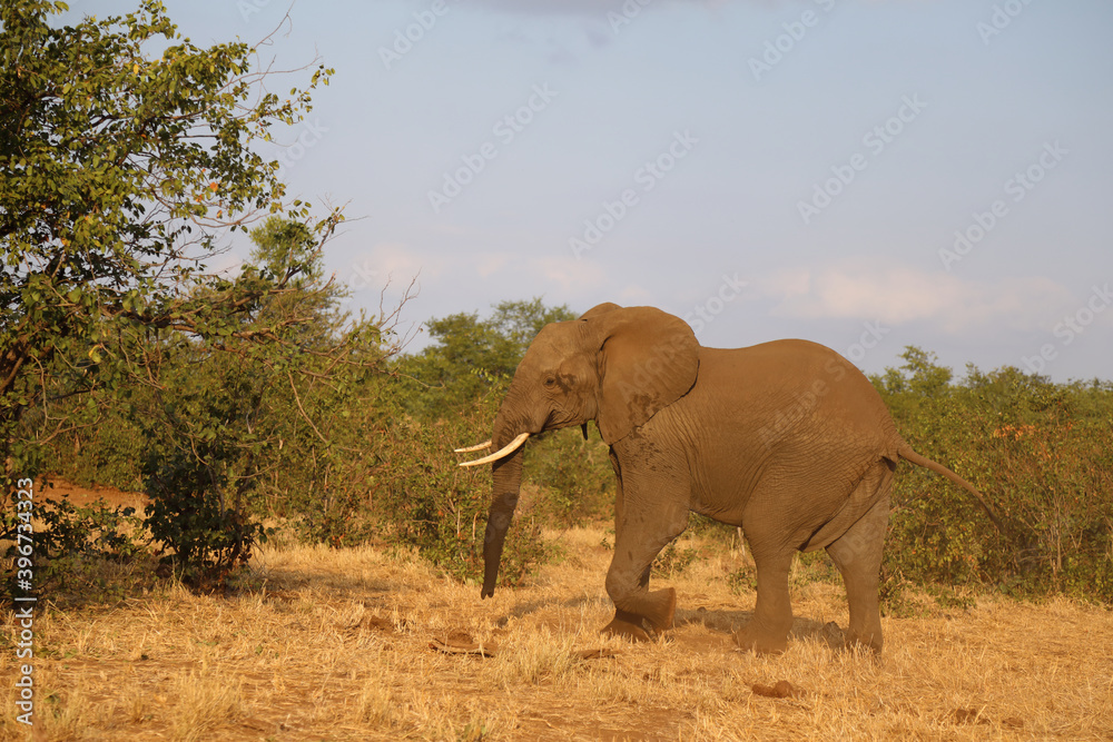 Fototapeta premium Afrikanischer Elefant / African elephant / Loxodonta africana