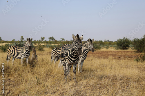 Steppenzebra   Burchell s zebra   Equus burchellii