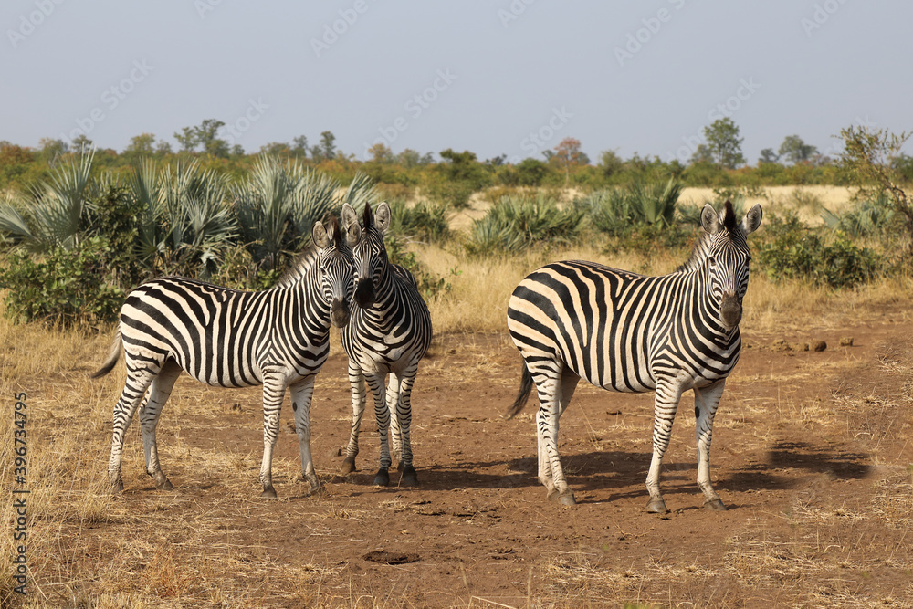 Steppenzebra / Burchell's Zebra / Equus burchellii...
