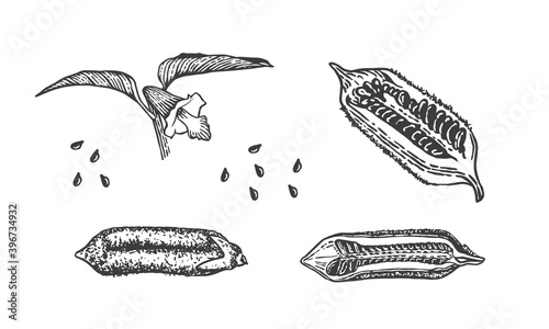 Vector sketch illustration of sesame. Hand drawn kitchen herb