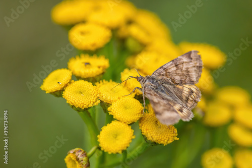 Burnet Companion moth - Euclidia glyphica, beautiful brown moth from Euroasian meadows and grasslands, Havraniky, Czech Republic. © David