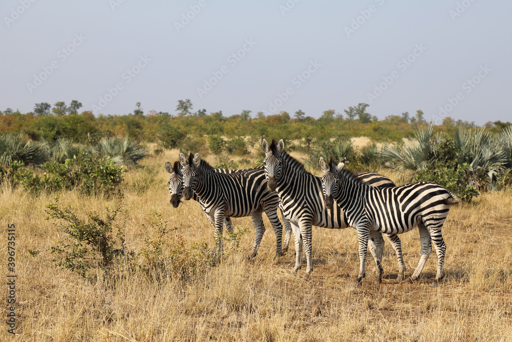 Obraz premium Steppenzebra / Burchell's zebra / Equus burchellii