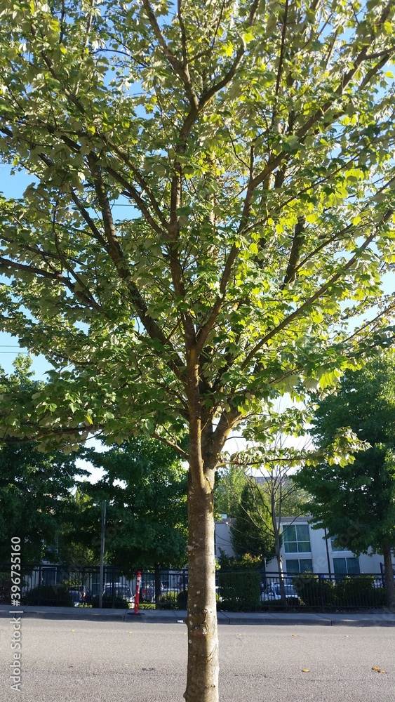 tree on city street