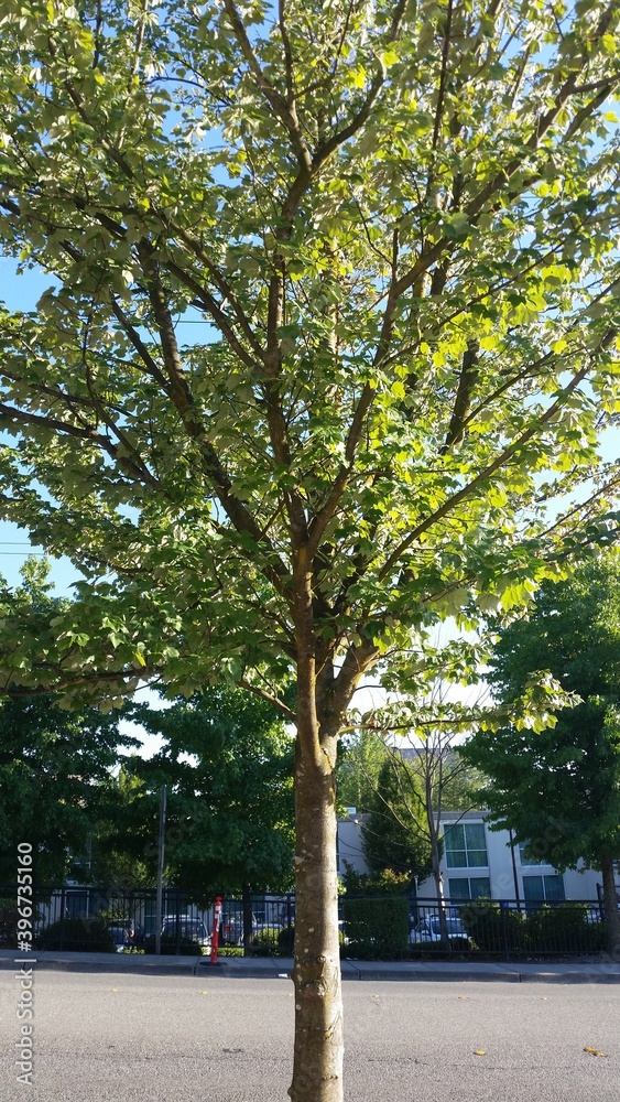 tree on city street tree on city street