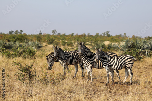 Steppenzebra   Burchell s zebra   Equus burchellii