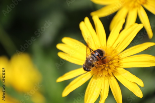 Close up View of a bee on yellow flower with blurred background