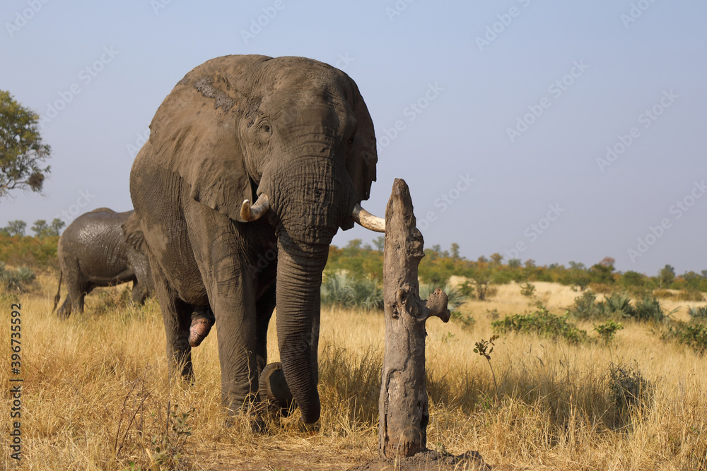 Fototapeta premium Afrikanischer Elefant / African elephant / Loxodonta africana