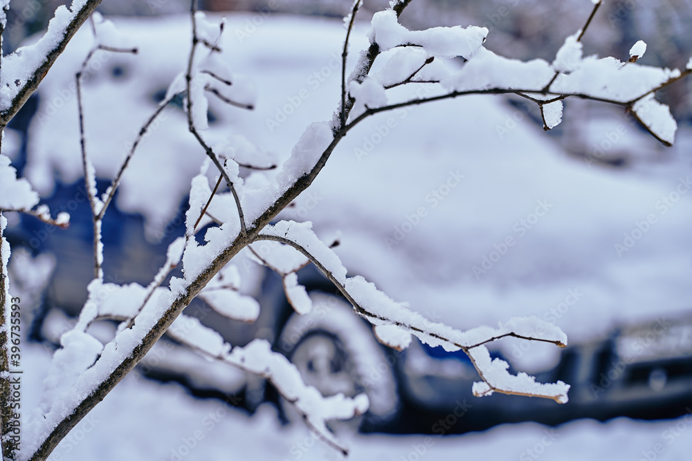 A snow-covered branch of lilacs against the background of a car in the snow. A snow-covered branch of lilacs against the background of a car in the snow.