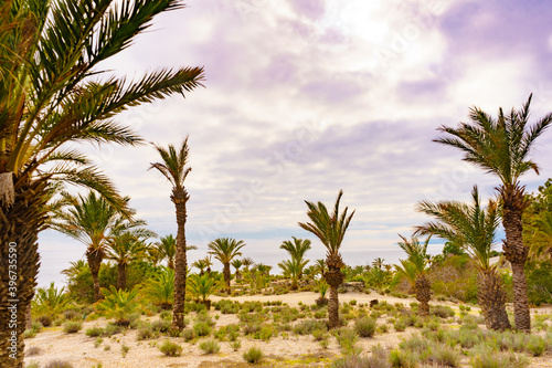 Palm trees on sea coast © Voyagerix