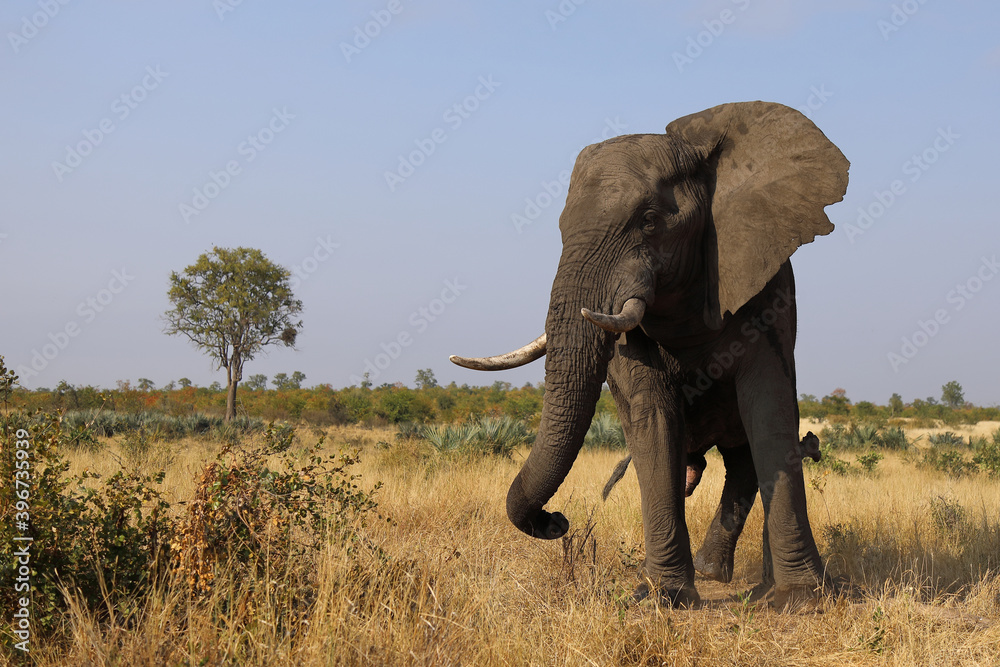 Obraz premium Afrikanischer Elefant / African elephant / Loxodonta africana
