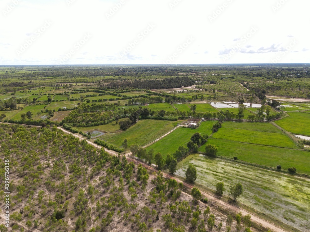 Eucalyptus forest with rice field landscape. Eucalyptus forest with rice field landscape.