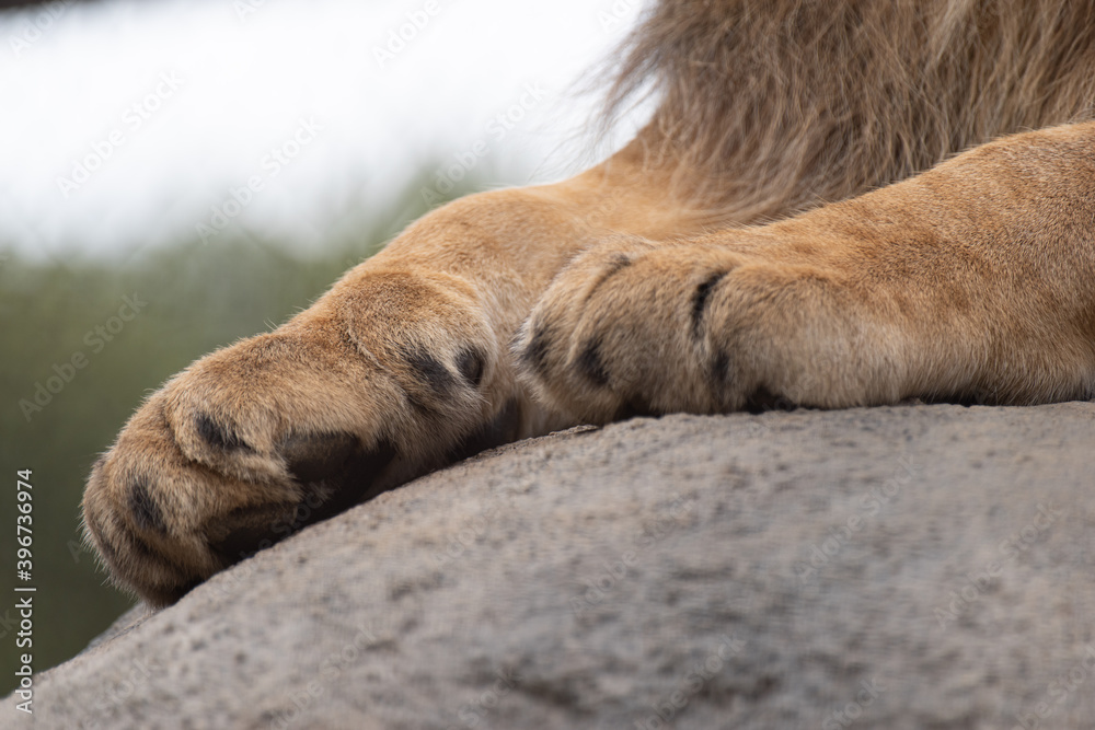 Naklejka premium ライオンの脚