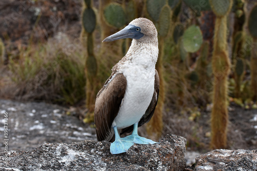 Blue-footed booby in Galapagos Islands, Ecuador