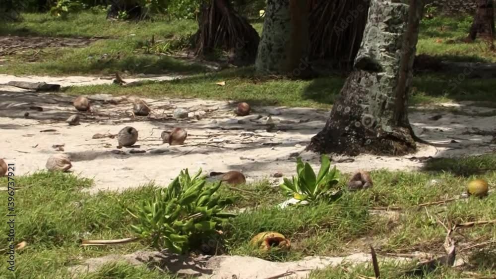 Coconuts fallen on the ground, on Fanning Island. Coconuts fallen on the ground, on Fanning Island.