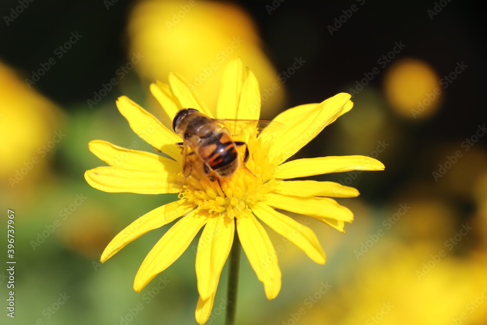 Close up view of bee feeding on yellow flower with blurred background Close up view of bee feeding on yellow flower with blurred background