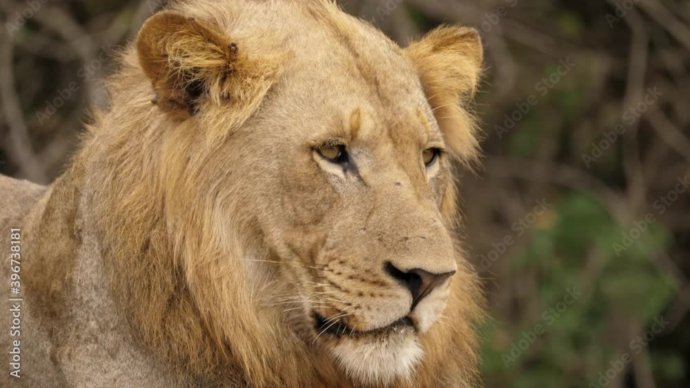 Closeup on Head, Wild Male Lion Perks Ear and Turns to Look Back Closeup on Head, Wild Male Lion Perks Ear and Turns to Look Back