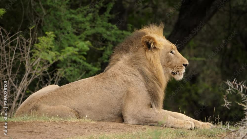 Male African Lion Eases from Standing to Sitting with Wilderness Background Male African Lion Eases from Standing to Sitting with Wilderness Background