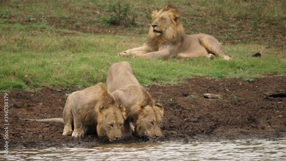 Two male lions drink from river together with third lion resting in background Two male lions drink from river together with third lion resting in background