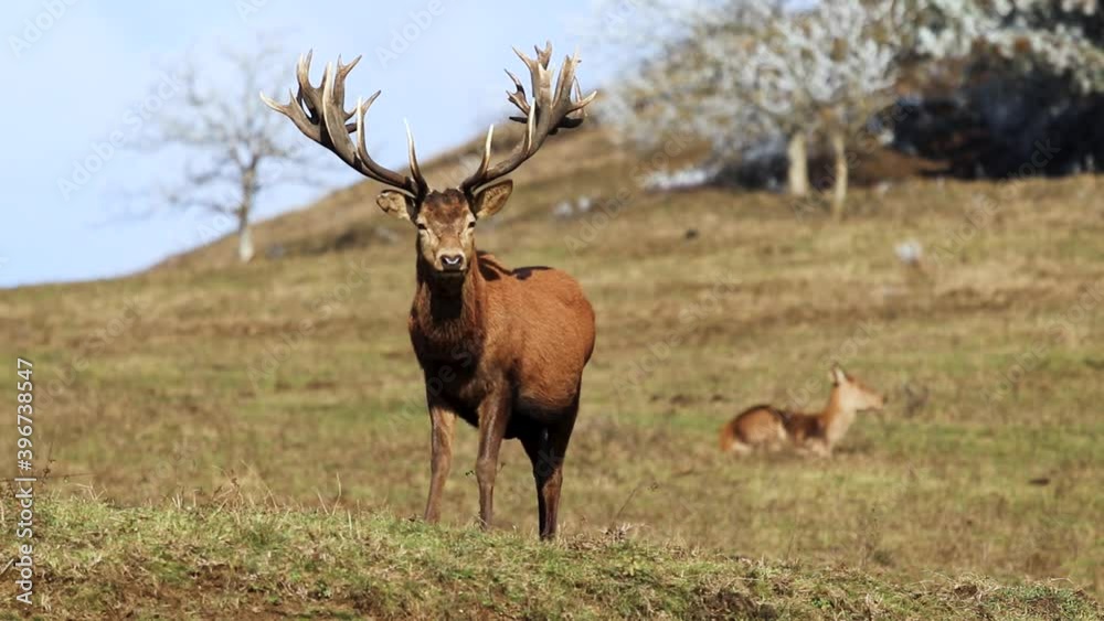 A photogenic red deer male with beautiful antlers, posing in a countryside environment with doe deer blurred in the background, portrait shot, conservation concept A photogenic red deer male with beautiful antlers, posing in a countryside environment with doe deer blurred in the background, portrait shot, conservation concept