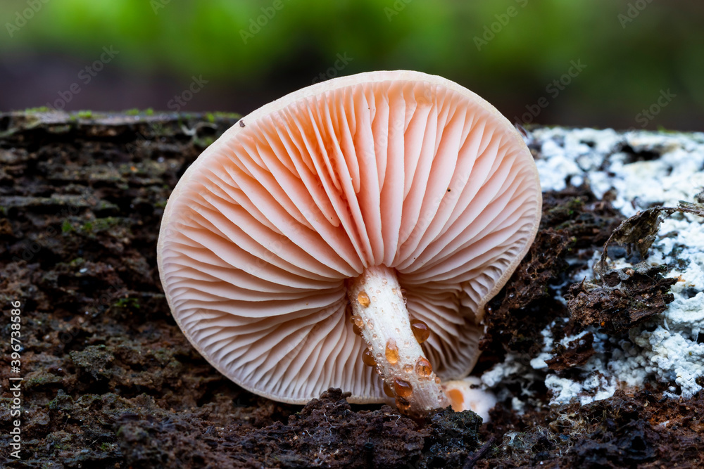 Rhodotus palmatus mushrooms growing on the trunk of a dead tree. View from below. Spain. Rhodotus palmatus mushrooms growing on the trunk of a dead tree. View from below. Spain.