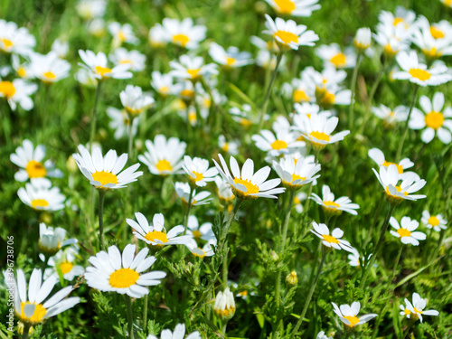 Flowering. Chamomile