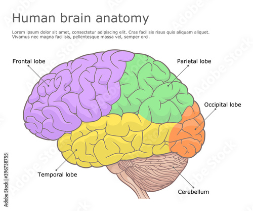 Human brain anatomy medical illustration
