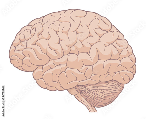 Human brain medical illustration