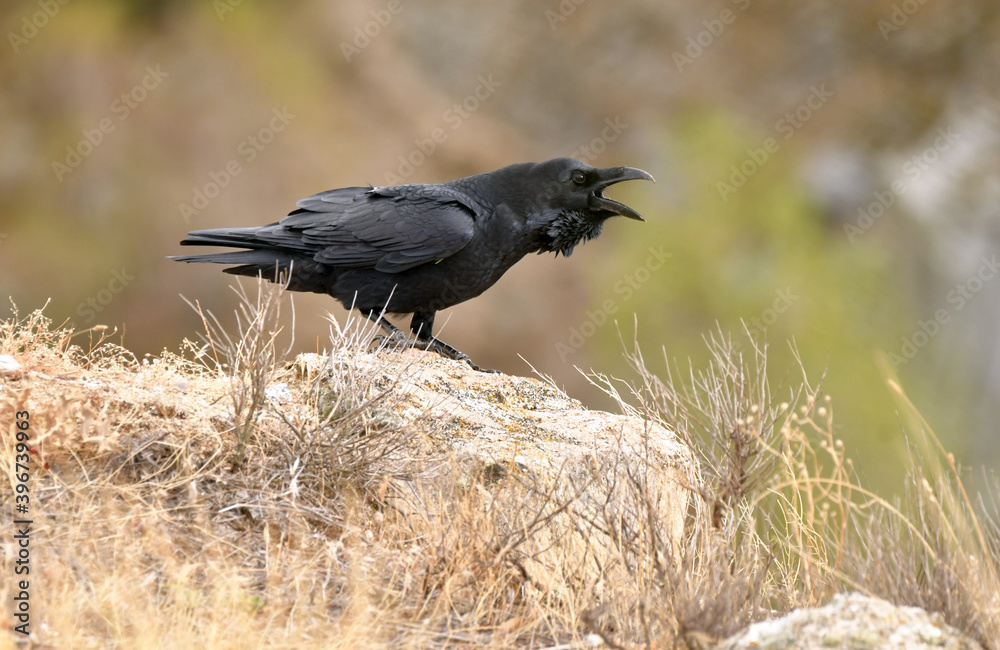 Obraz premium cuervo