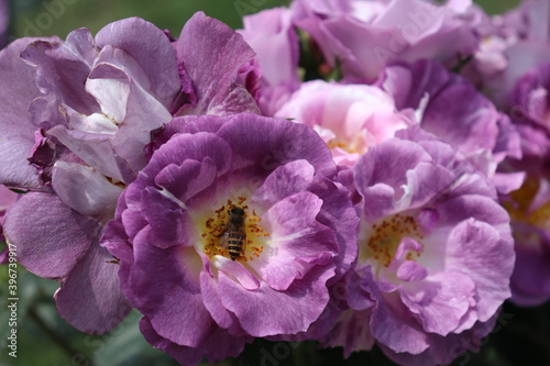 Close up view of bee feeding an purple flower