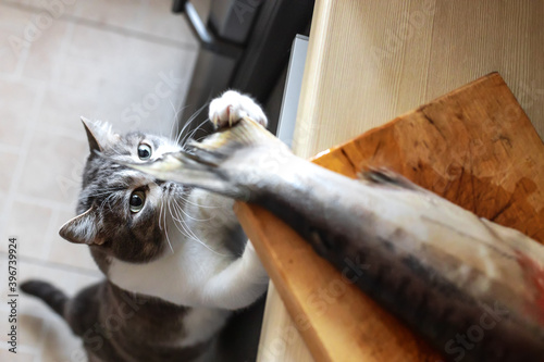 Photography A hungry cat looks at the tail of a fish on the kitchen table
