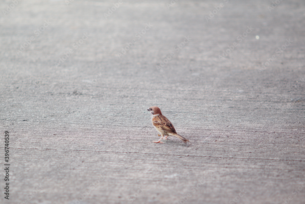horizontal view pic one, the sparrow above the black and white transverse textured concrete road horizontal view pic one, the sparrow above the black and white transverse textured concrete road