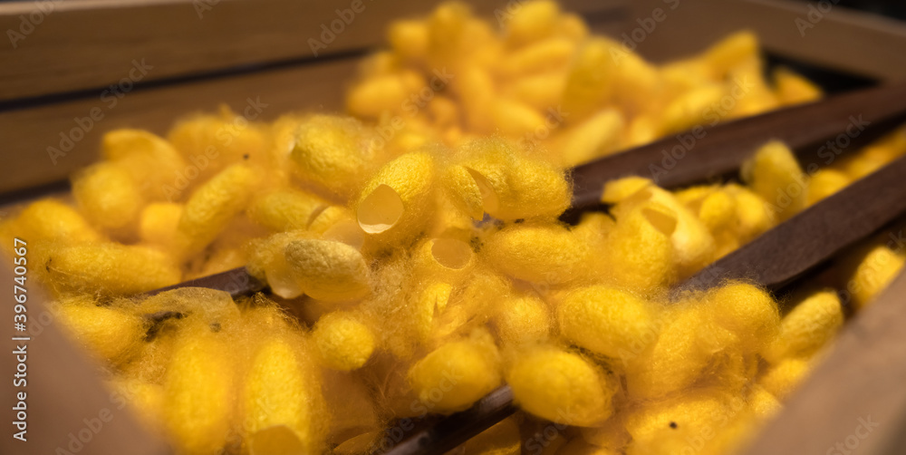 Yellow Thai silkworm cocoons. Sericin and fibroin protein source ...