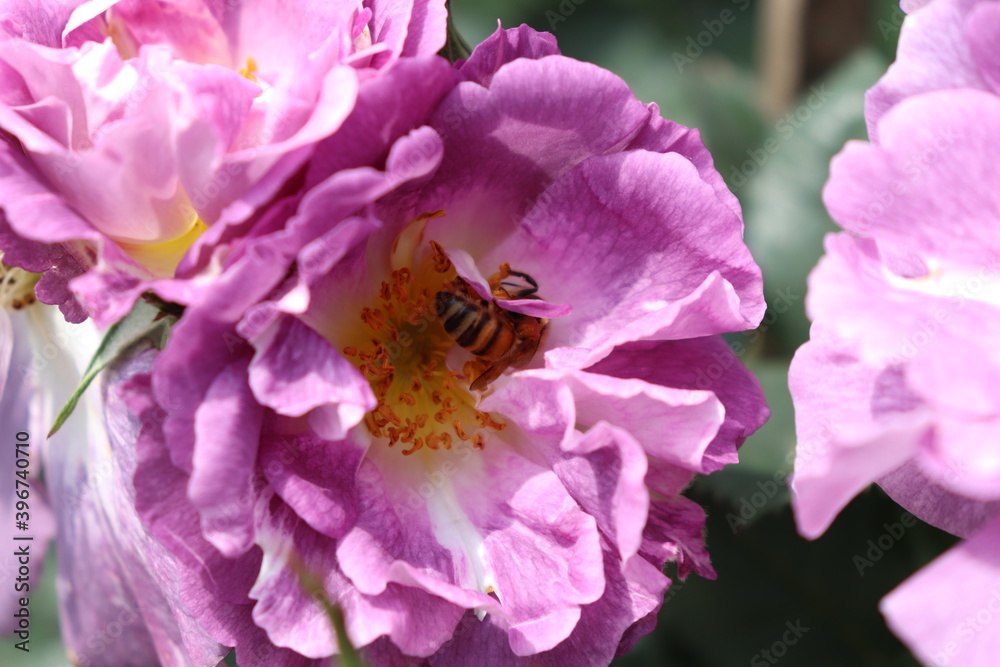 Close up view of bee feeding an purple flower Close up view of bee feeding an purple flower