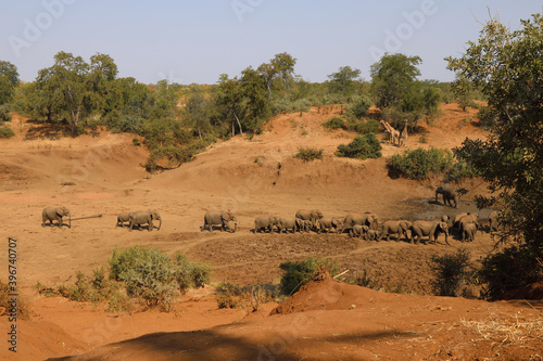Afrikanischer Elefant am Mphongolo River/ African elephant at Mphongolo River / Loxodonta africana. © Ludwig